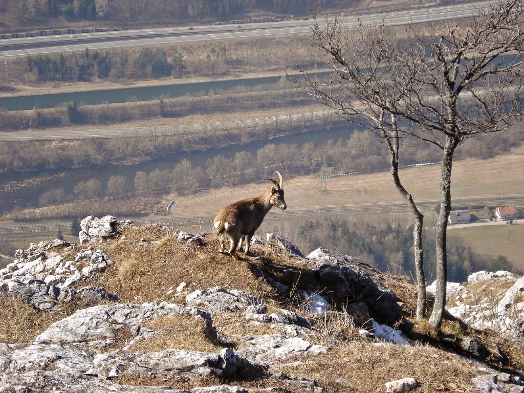 17 Auch am Roethelstein sind die Steinboecke unterwegs.JPG